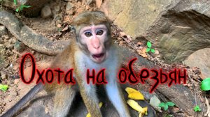 Охота на обезьян