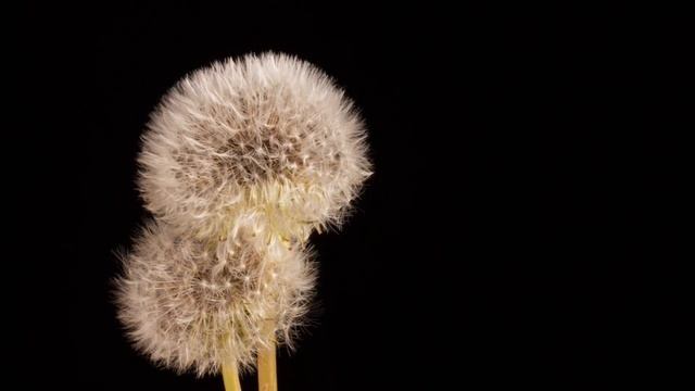 "Зодиакальная совместимость: Как определить совместимость со своим партнером?" смотреть онлайн