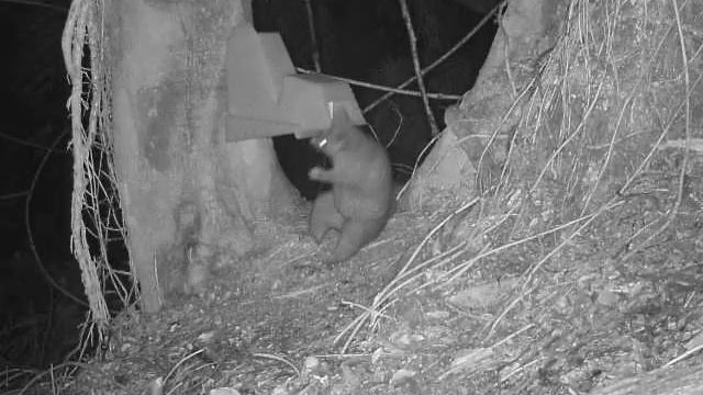 Bait station baffle stumps bait stealing possum смотреть онлайн