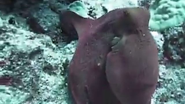 Octopus in Kona смотреть онлайн