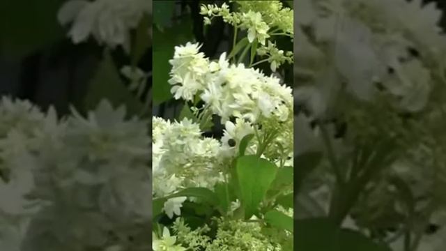 Гортензия цветёт. Дмитрий Шлапак смотреть онлайн