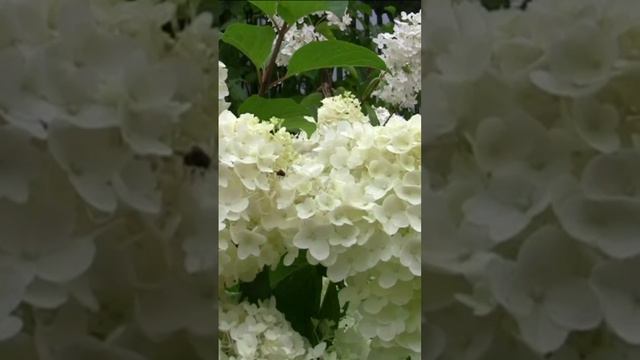 Гортензия – невеста белолицая. Дмитрий Шлапак смотреть онлайн