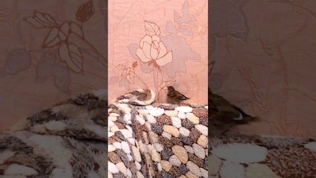 Воробей ищет где спрятаться. смотреть онлайн