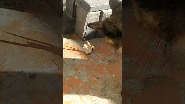 Битва титанов. Богомол и минипантера смотреть онлайн