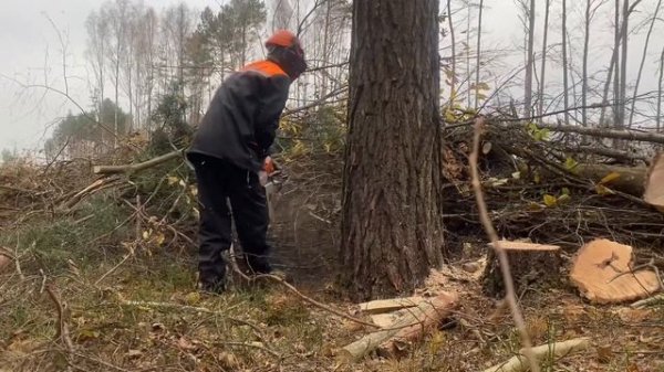 Валка дерева самодельным клином работа на 100% выполнена ✅