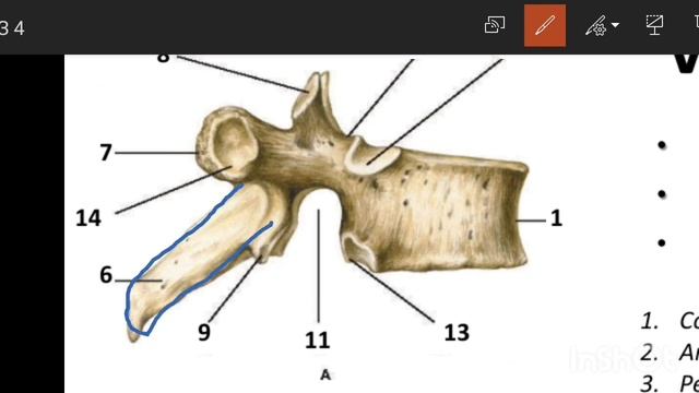 TANA SKELETI. UMURTQA POG‘ONASI. UMURTQALARNING UMUMIY TUZILISHI. OSTEOLOGIYA. смотреть онлайн