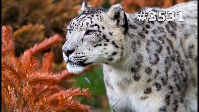 #3531. Снежный барс (ирбис) (В мире животных)
