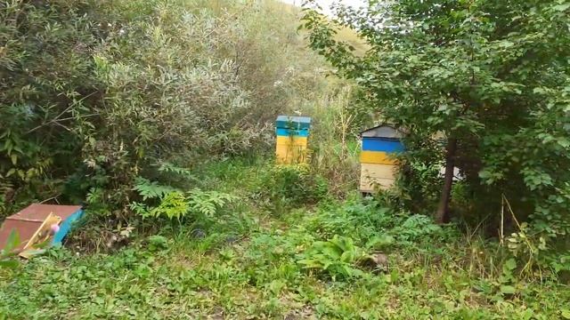 Конец медосбора,начал откачку. смотреть онлайн