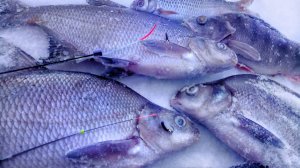 БЕЗМОТЫЛКА. ЛОВЛЯ РЫБЫ СНАСТЯМИ МАСТЕРОВ