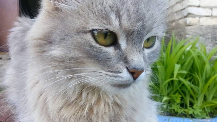 Мусечка смотреть онлайн