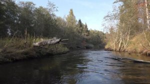 За грибами на байдарке: реки #Пырошня и #Песочня в сентябре 2020