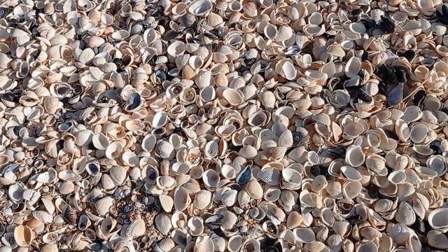 Ракушечный пляж. Керченский п-ов. 24.09.23. смотреть онлайн