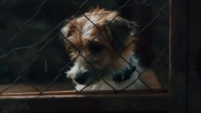 КИНО ПРО СОБАКУ ДОБРОЕ КИНО О ДРУЖБЕ ЧЕЛОВЕКА И СОБАКИ КИНО ДЛЯ ВСЕЙ СЕМЬИ. смотреть онлайн