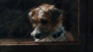 КИНО ПРО СОБАКУ ДОБРОЕ КИНО О ДРУЖБЕ ЧЕЛОВЕКА И СОБАКИ КИНО ДЛЯ ВСЕЙ СЕМЬИ.