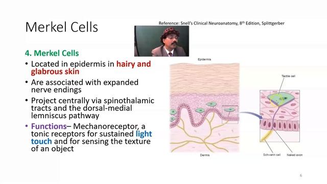 Cutaneous Sensory Receptors смотреть онлайн
