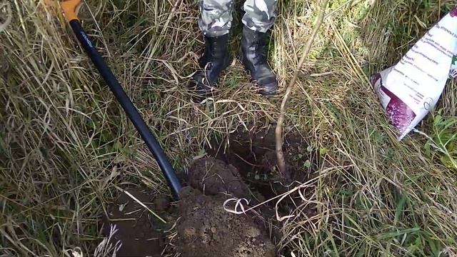 Посадка липы.