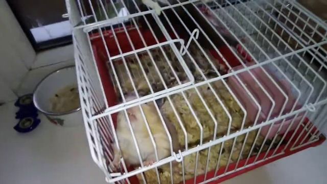 ВОТ МЫ ЖИВОТНЫЕ КОШКА,ЧЕРЕПАХА,ХОМЯКИ.ВСЕ МЫ ДРУЖНЫЕ смотреть онлайн