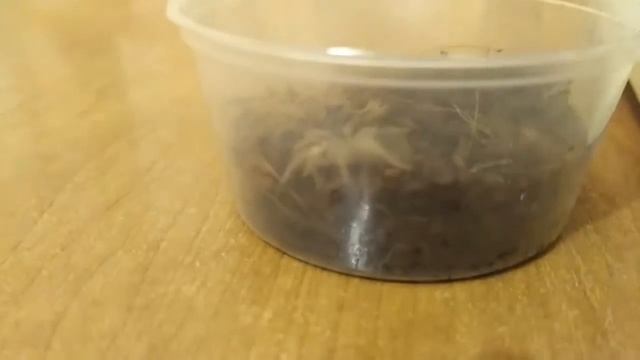 Новый паучок! | БЛОГ ПАУЧКОВ | Brachypelma Smithi смотреть онлайн