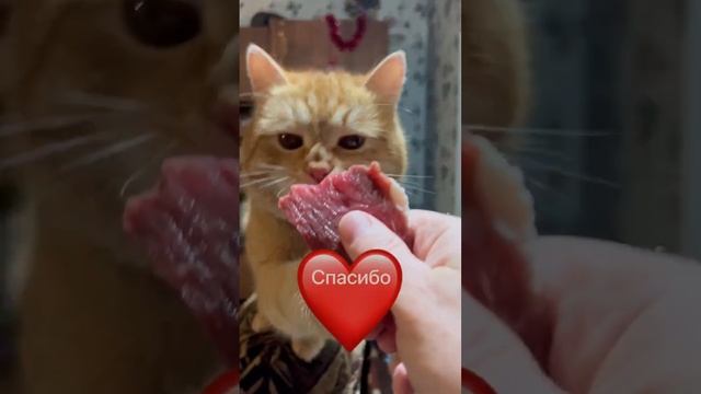 Рыжик и Пуся от души поблагодарили Кристину Мартынову за подарок 🎁 и пожелали всем Счастья 🎄❤️🐈🐈 смотреть онлайн