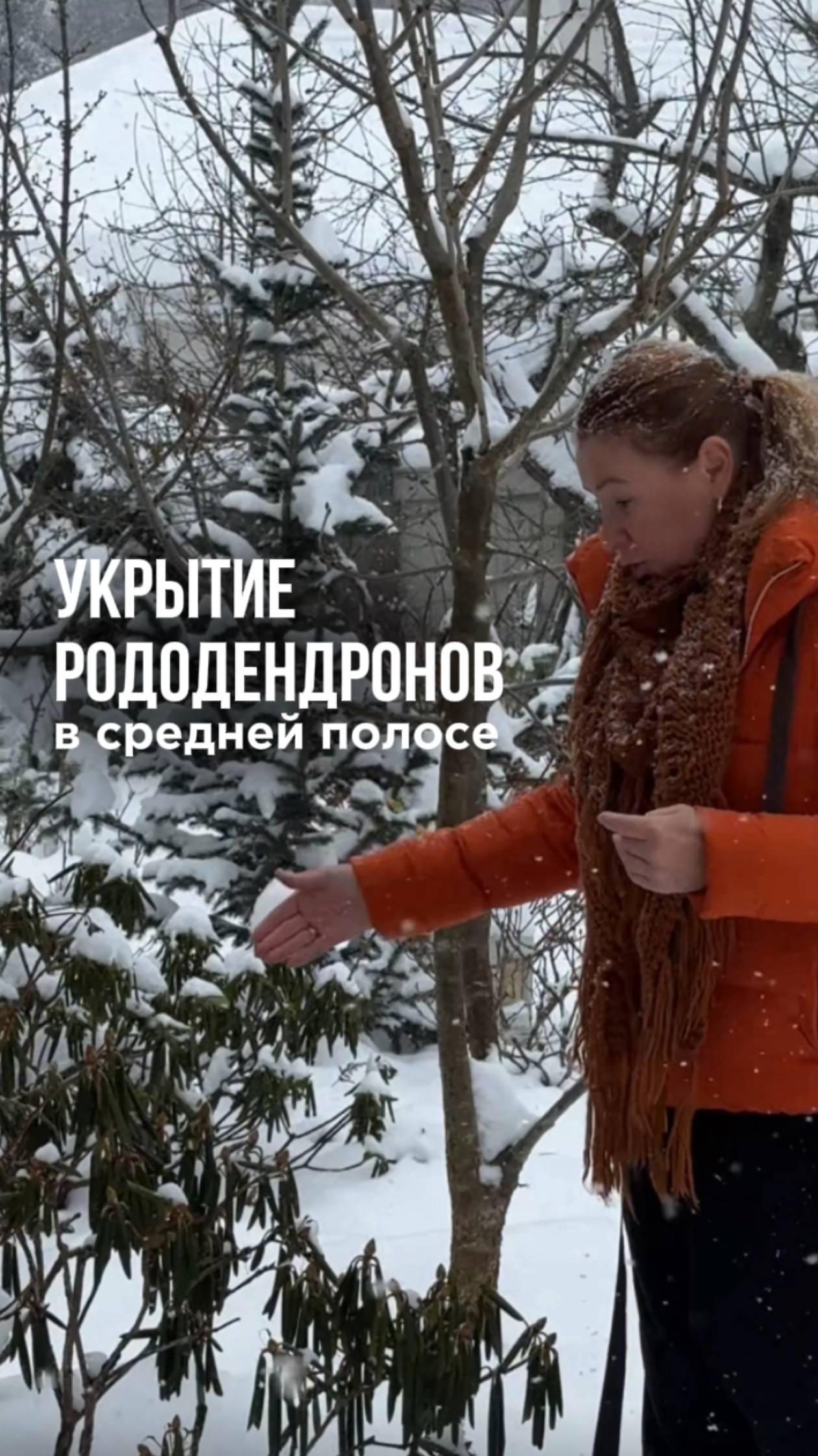 Нужно ли укрывать рододендроны в средней полосе? смотреть онлайн