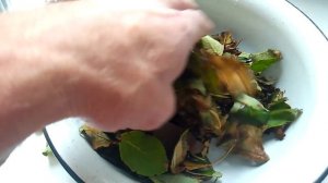 Чай из листьев яблони - ферментация и сушка