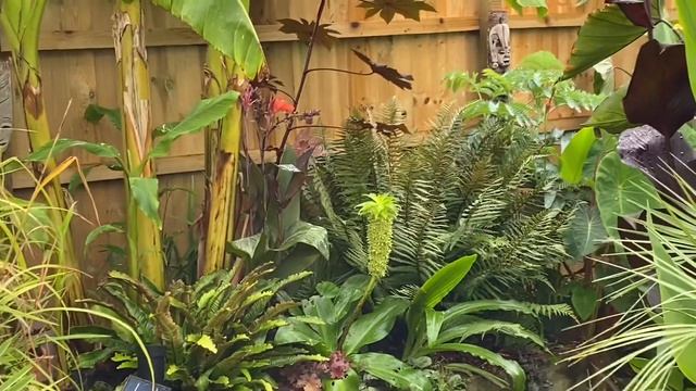 Our Tropical Garden On rainy summers day (Late August) смотреть онлайн