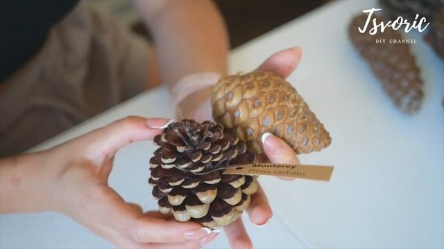 Самые большие шишки Калифорнии теперь в моей коллекции / DIY TSVORIC смотреть онлайн