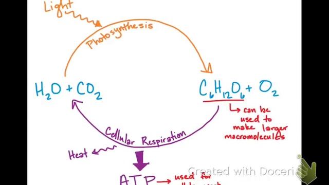 Cellular Energetics 1: Photosynthesis Part 1 смотреть онлайн
