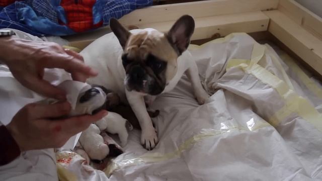 Amazing French Bulldog Birth: Part 3 Of 3. Französische Bulldogg: Hundegeburt.