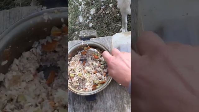 Самодельный собачий корм смотреть онлайн