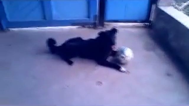 Собака играет футбол!!! Все реальная история!!! Моя любимая собака РЕКС(2017) смотреть онлайн