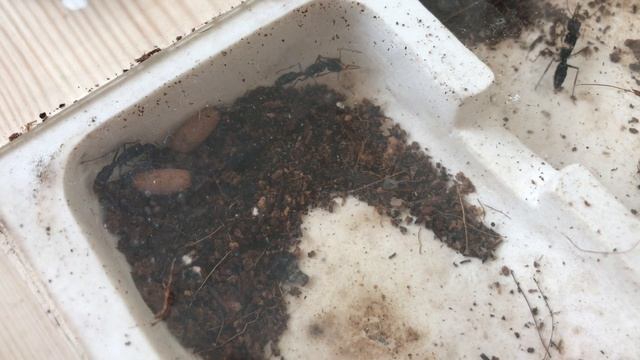 Новости Harpegnathos venator и сравнение Венаторов и Салтаторов смотреть онлайн