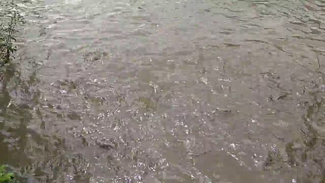kegiatan sore hari ngasih pakan nila смотреть онлайн