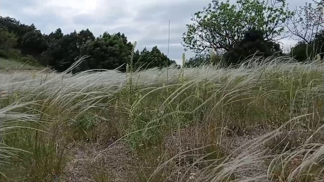 с.Веселое - Новый Свет. 20.05.23. смотреть онлайн