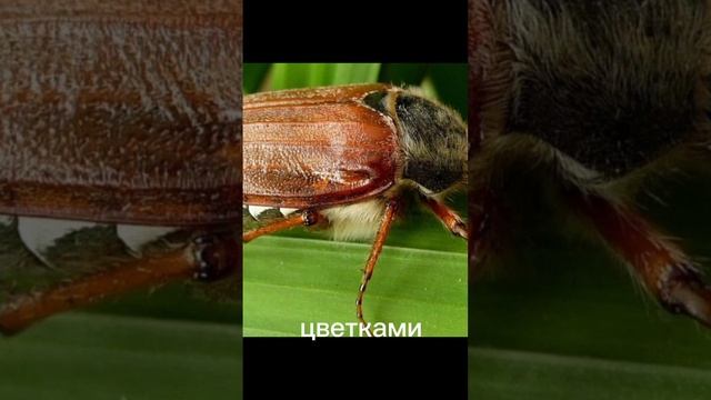 Майский жук Майский хрущ спасибо что тепло меня приняли🥰 #майскийжук #майскийхрущ смотреть онлайн