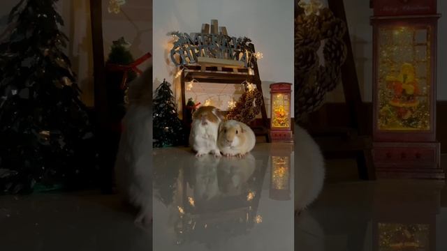 Feeling Christmas in the air? Our guinea pigs are excited for Christmas! смотреть онлайн