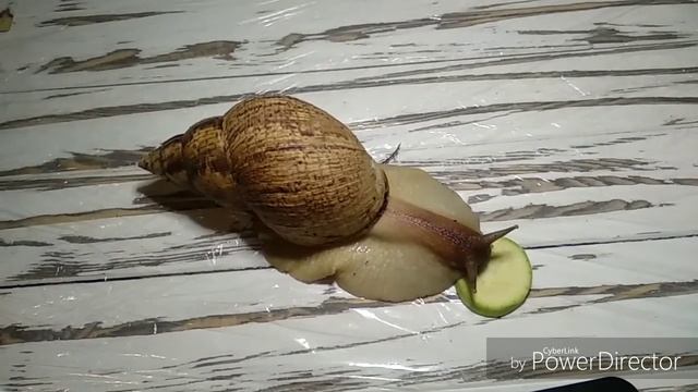 Вопрос - ответ с ахатиной ретикулятой. смотреть онлайн