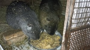 Кормим ДОМАШНИХ ГРЫЗУНОВ. Как содержим НУТРИЙ зимой на КУБАНИ. 16.12.24