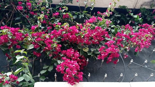 Краснодар. Парк Галицкого. 09.05.24. смотреть онлайн