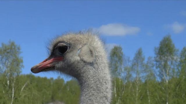 наблюдение за животными смотреть онлайн