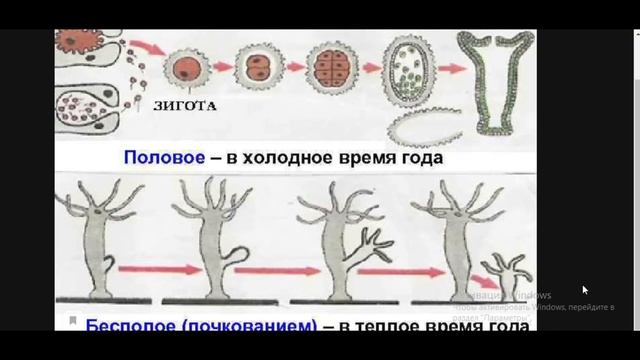 Биология с нуля. Кишечнополостные смотреть онлайн