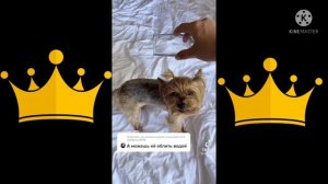 Злой Пёс Nagry Dog Miki Piki