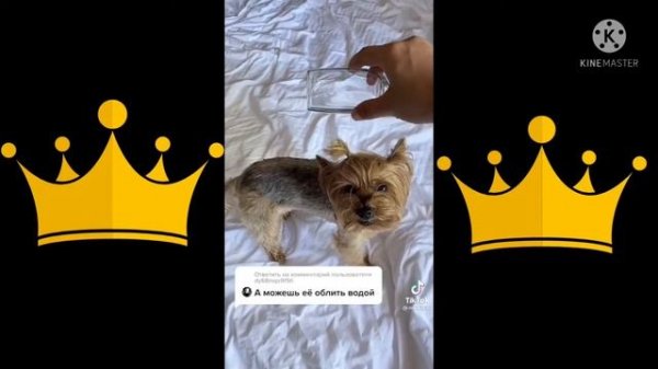 Злой Пёс Nagry Dog Miki Piki