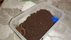 Содержание паука птицееда дома