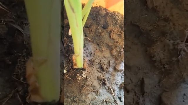 new existence of canna lily pups.. new baby plants смотреть онлайн