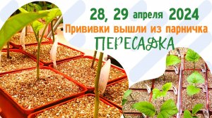 28,29 апреля 2024: ПРИВИТЫЕ БАКЛАЖАНЫ ВЫШЛИ ИЗ ПАРНИЧКА. ПЕРЕСАДКА