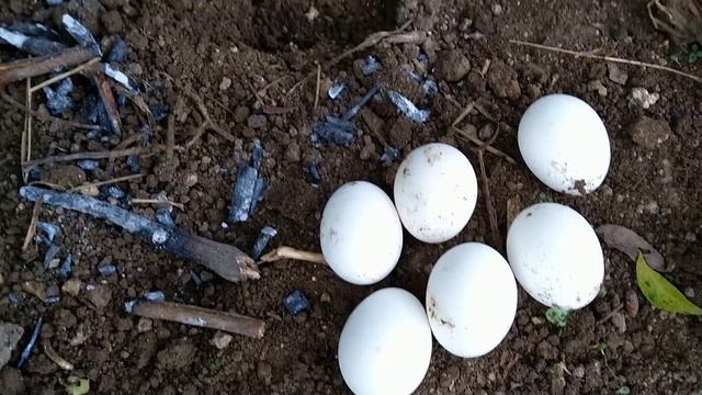 BOILED EGGS IN SOIL | waterless Egg Boiling | Tandoori Egg | смотреть онлайн