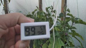 Высокая холодостойкость баклажанов на томатных корнях