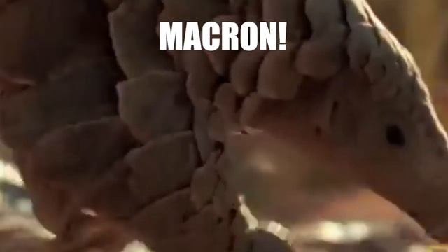 Clint Beastwood - Macron, pangolin! смотреть онлайн