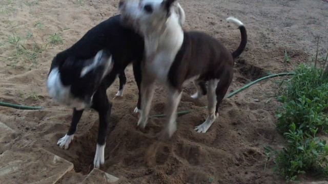 Приключения собаки Юли / часть 7 | Юля в гостях у стаффов смотреть онлайн